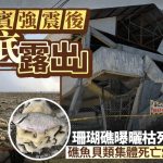 菲律宾南部强震后惊现“海底露出” 海床推高两米大片珊瑚礁曝晒枯死