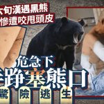 黑龙江六旬汉遇袭咬甩头皮 手踭塞黑熊口脱险