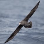禽流感|西澳发现第2宗野鸟感染H5N1 养殖场防疫封锁