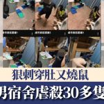 虐待動物 | 高雄男宿舍虐殺30多隻倉鼠 網民:惡魔投胎