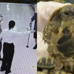 蓮塘口岸|男客雨傘當枴杖雙腿脹卜卜 腳纏64隻瀕危活龜闖關被截|有片
