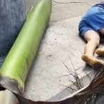 椰葉砸人案|珠海女散步遭椰葉砸至十級傷殘 法院判物管公司賠償4萬餘元