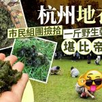 地衣熱潮 | 杭州雨後市民組團撿拾 野生乾貨500克賣349元堪比帝王蟹
