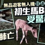 無品遊客︱無人機狂追拍攝 初生幼駒爆肺死亡