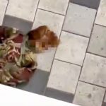 蒙特利爾槍手身份曝光 104頁宣言鼓吹仇女及推翻資本主義