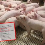 牧原集團︱入職培訓要「像豬一樣奉獻」 網民質疑公然PUA