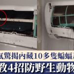 冷氣藏蝠|浙男洗冷氣機驚揭內藏十多隻蝙蝠及大量糞便 專家教4招防老鼠壁虎入侵|有片