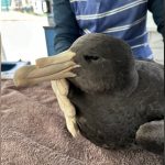 H5N1︱澳洲新南威爾士海燕病毒呈陽性 該國累計六宗個案