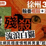 虐待动物 | 徐州3男童残杀流浪白猫 轮番棍殴再泼油火烧