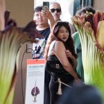 超臭尸花|罕见2朵巨花魔芋同时盛开 加州逾7000人争住闻