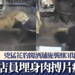 有片|印度花豹闯酒舖施袭 男店员赤手空拳肉搏逃命