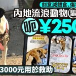 虐狗摆拍︱内地流浪动物骗局曝光 呃¥250万仅¥3000元用于救助