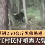 黑龙江村民采菇遇250公斤黑熊 沉着应对持喷雾大声呼喝逼退|有片