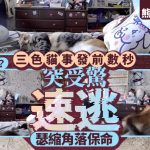 熊本地震|预知地震?事发前数秒三色猫突受惊速逃 网民关心安危