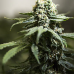 省警搜查列治文仓库等4地缉获值800万元大麻