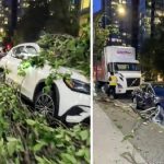 平治连撞四车铲行人路折断大树 亚裔司机不顾而去仅被罚款
