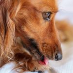 杭州女遭流浪狗舔脚趾 因甲沟炎伤口需打狂犬病疫苗