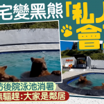 洛杉矶民宅泳池变黑熊玩乐“私人会所” 屋主无驱赶:大家是邻居