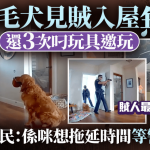 “最差看门狗”?贼闯民宅吃喝睡 金毛犬三叼玩具邀玩 网民:想拖延至警察到场