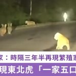 吉林惊现东北虎“一家五口”霸路散步 专家:时隔三年半再现繁殖家庭|有片