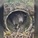 只想靜靜!100公斤公羊不堪9隻母羊熱烈追求 躲排水管受困獲救