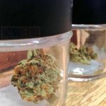 温哥华市政府只收到14%大麻店罚款