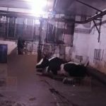 黑心屠场大锤杀牛注泡打粉 专家:食用过多恐痴呆