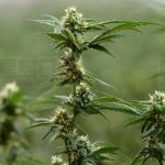 是否允許開設大麻吧?安省省府徵求你的意見
