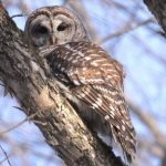 来这里探寻猫头鹰的秘密