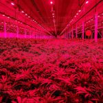大麻公司员工福利:医用大麻免费用!