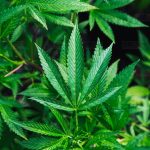中国总领馆:加拿大的中国公民不要吸大麻