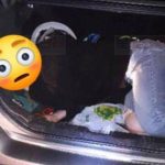 阿波斯福有汽車車尾箱載乘客 司機被罰超過$300元