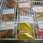 多宗兒童誤食非法大麻產品 導致嚴重受傷