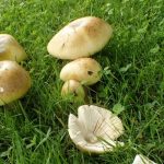 卑詩省野蘑菇中毒事件創歷史新高