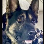 怡陶碧谷查案爆發槍戰 警犬殉職疑犯中彈受傷!