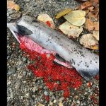 西溫三文魚集體死亡 罪魁原來是車胎?