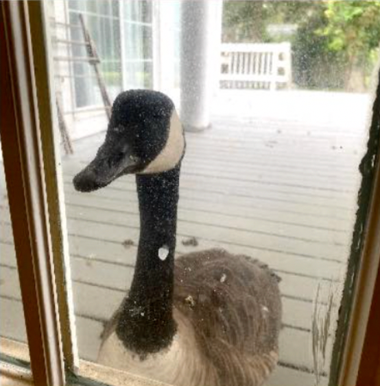 医院给一只加拿大鹅做手术时，他媳妇找上门了，一直在外面守着，每天都来探望...
