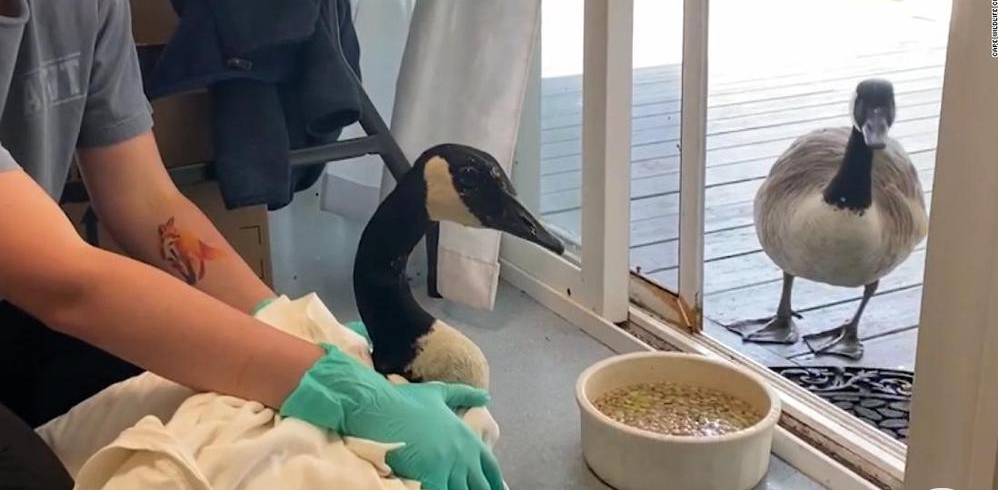 醫院給一隻加拿大鵝做手術時，他媳婦找上門了，一直在外面守着，每天都來探望...