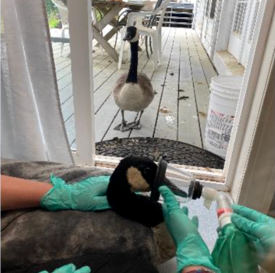 医院给一只加拿大鹅做手术时，他媳妇找上门了，一直在外面守着，每天都来探望...