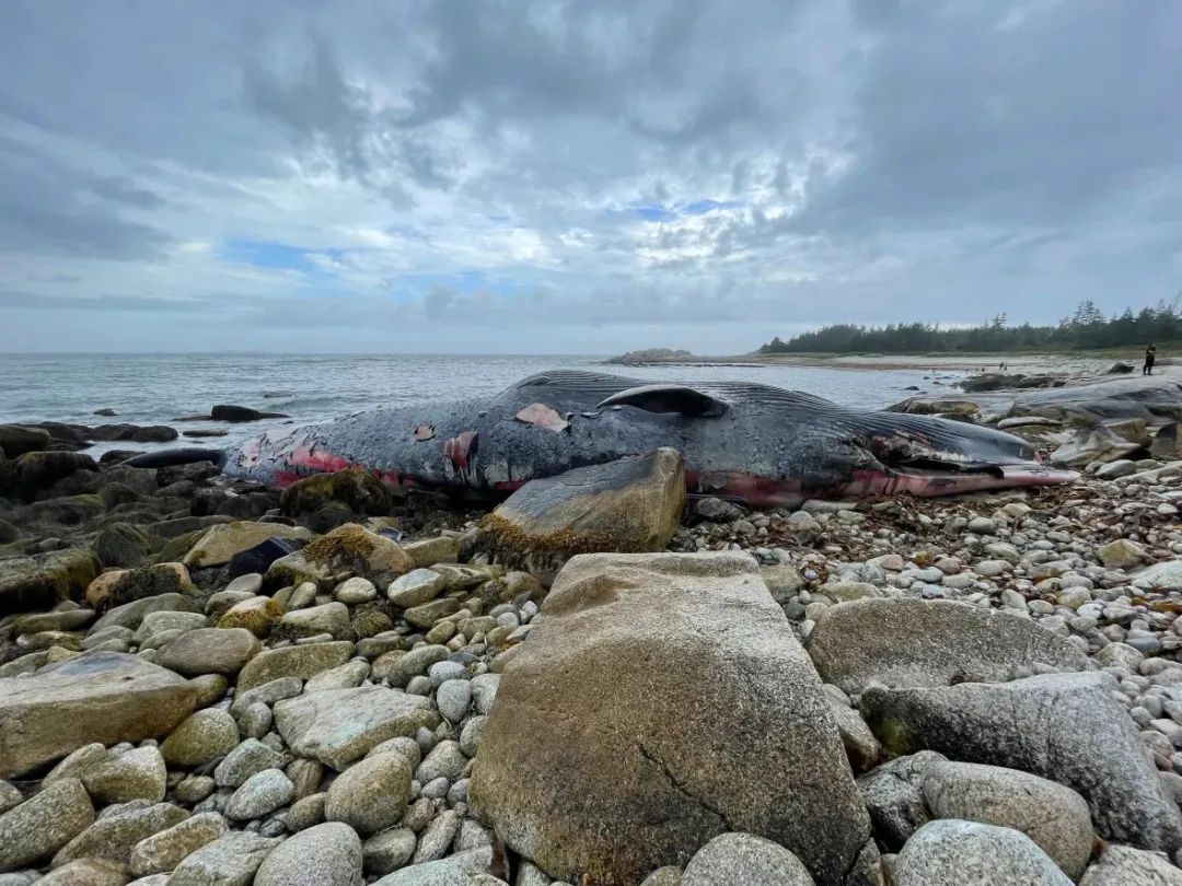 加拿大海滩惊现30米巨鲸尸体！死因不明 专家：勿靠近……
