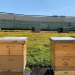 購物中心綠色屋頂養蜜蜂 采來蜂蜜上小酒館餐桌