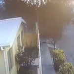 【视频】震惊!数百只黑鸟集体俯冲 径直砸向居民区人行道